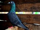 Kalu Pakistan 1 pair. And black female sudu are male.pair.