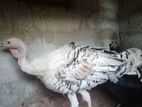 Kalukum Chicken