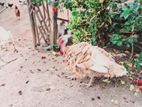 Kalukum Male With Female For Sell