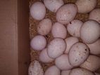 Kalukum Eggs