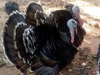 Turkey