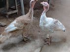 Kalukun Pair