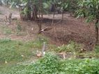 Kalutara Town : 11.6 perches Residential Land for Sale