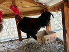 Kaluthu Vetti Rooster