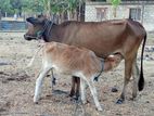 Farm Cow