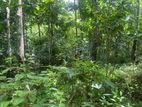 Kandy : 1040 perches Rubber land for Sale