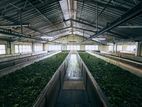KANDY : 12000 SQFT (240P) TEA FACTORY FOR SALE