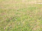 Kandy : 142 perches Land for Sale at Heerasgala