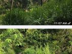 KANDY : 18P VALUABLE LAND FOR SALE in Nittawela