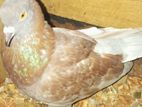 Pigeons