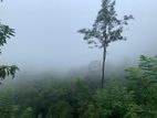 KANDY Galaha BELL WOOD Agricultural Land for