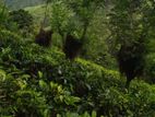 KANDY Galaha BELL WOOD Agricultural Land for