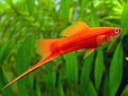 Kandy Guppy