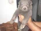 German Shepherd Puppy