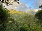 Kandy වටිනා ගම්මිරිස් වගාව සහිත ඉඩම