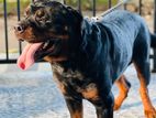 Rottweiler for Crossing