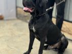 Kane Corso Male Dogs For Crossing (Studs)