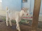 Kanni Aadu