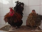Kappiri bantam hen
