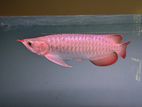 Kapuas Hulu Super Red Arowana