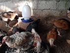 Karadagolla Country Chicks