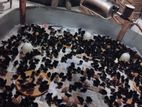 Karadhagolla Chicks