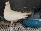 Karanam Pigeon