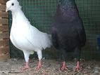 Pigoens
