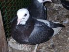 Fancy Pigeons