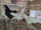 Karanda Female Chicken