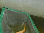 Karashigoi Koi Fish