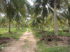 Karavitagare Coconut Land for Sale
