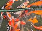 Karf Fish
