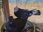 Pigeon