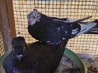 Pigeons