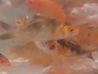 Carp Fish