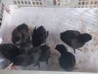 Karunkoli Chicks