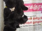 karunkoli chiks
