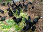 Karunkoli