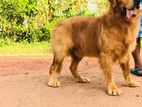Golden Retriever Dog for Crossing