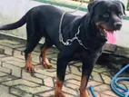 Rottweiler Dog for Crossing