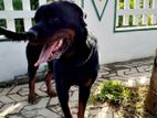 Rottweiler Dog for Crossing