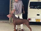 Doberman For Stud
