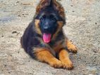 German Sheperd Puppy