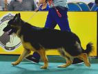 KASL German Shepherd for Crossing