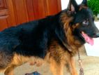 KASL German Shepherd For Crossing