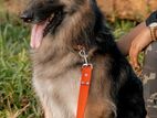 KASL German Shepherd Dog for Crossing / Stud