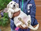 Labrador Puppy