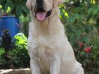 Labrador dog for Crossing