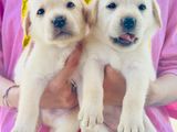 Kasl Labrador Puppies